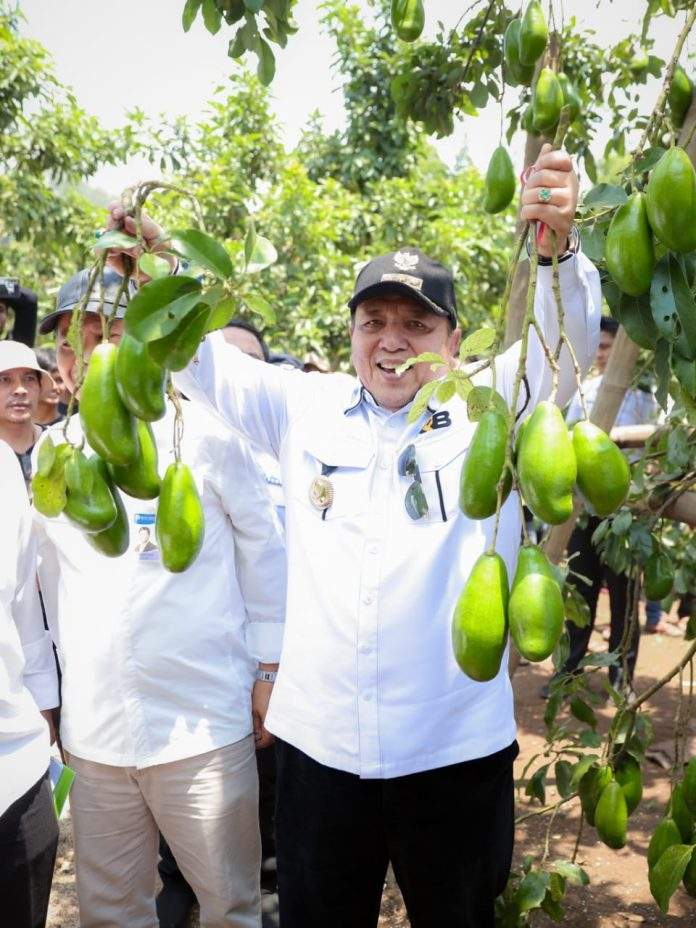 Gubernur Lampung Panen Alpukat Siger di Lamtim