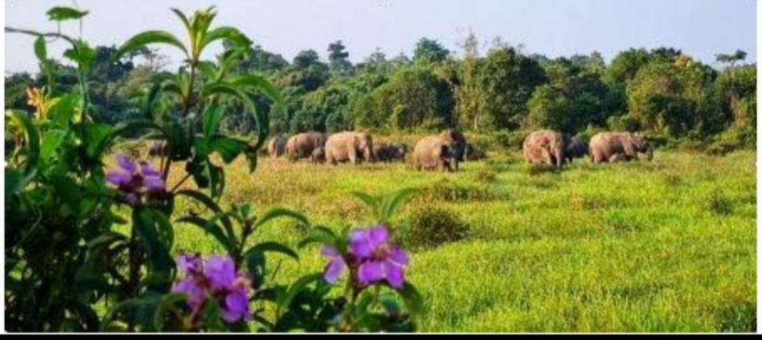 Tekan Risiko Gajah Masuk Permukiman, TN Way  Kambas Perkuat Perlindungan Wilayah  Penyangga